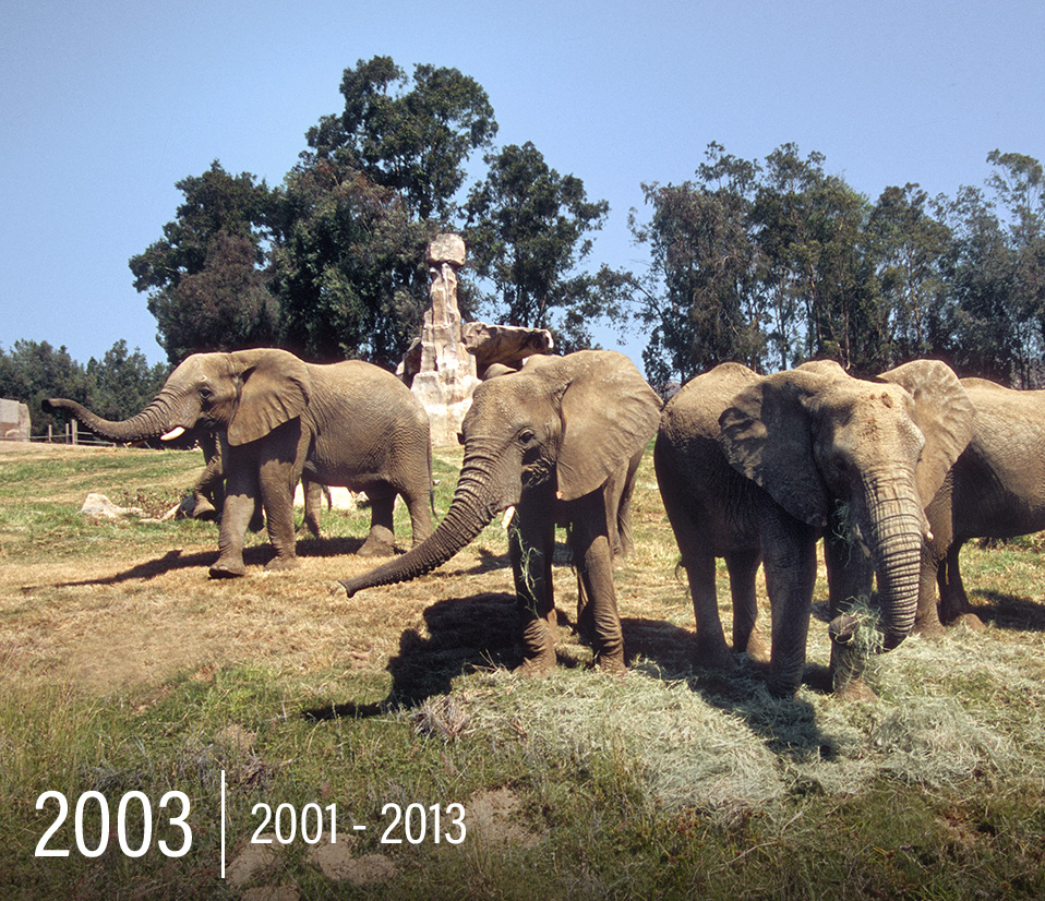 Safari Park 50th Milestone 32