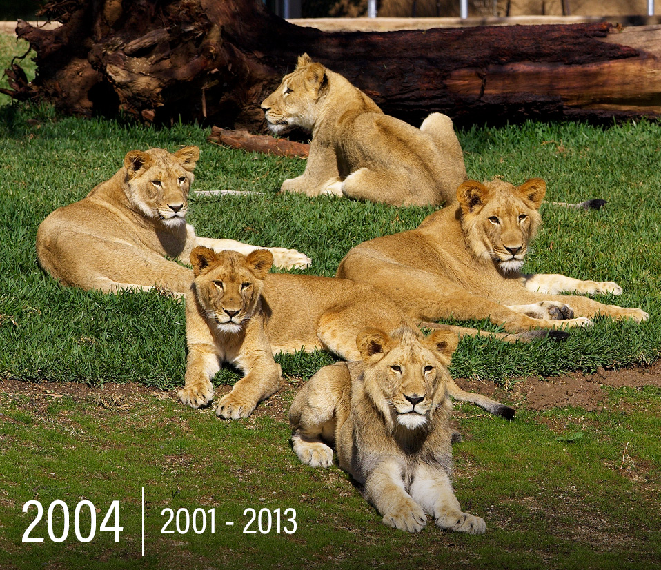 Safari Park 50th Milestone 34